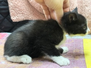 광주동물보호센터_429360202500337